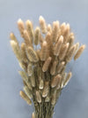 Bunny Tail - 100 Natural // Preserved Dried & Bleached Bunny Tail Boho Wedding Flowers // Dried Flowers // Home Decor - CaliforniaFlowerGrowers.com